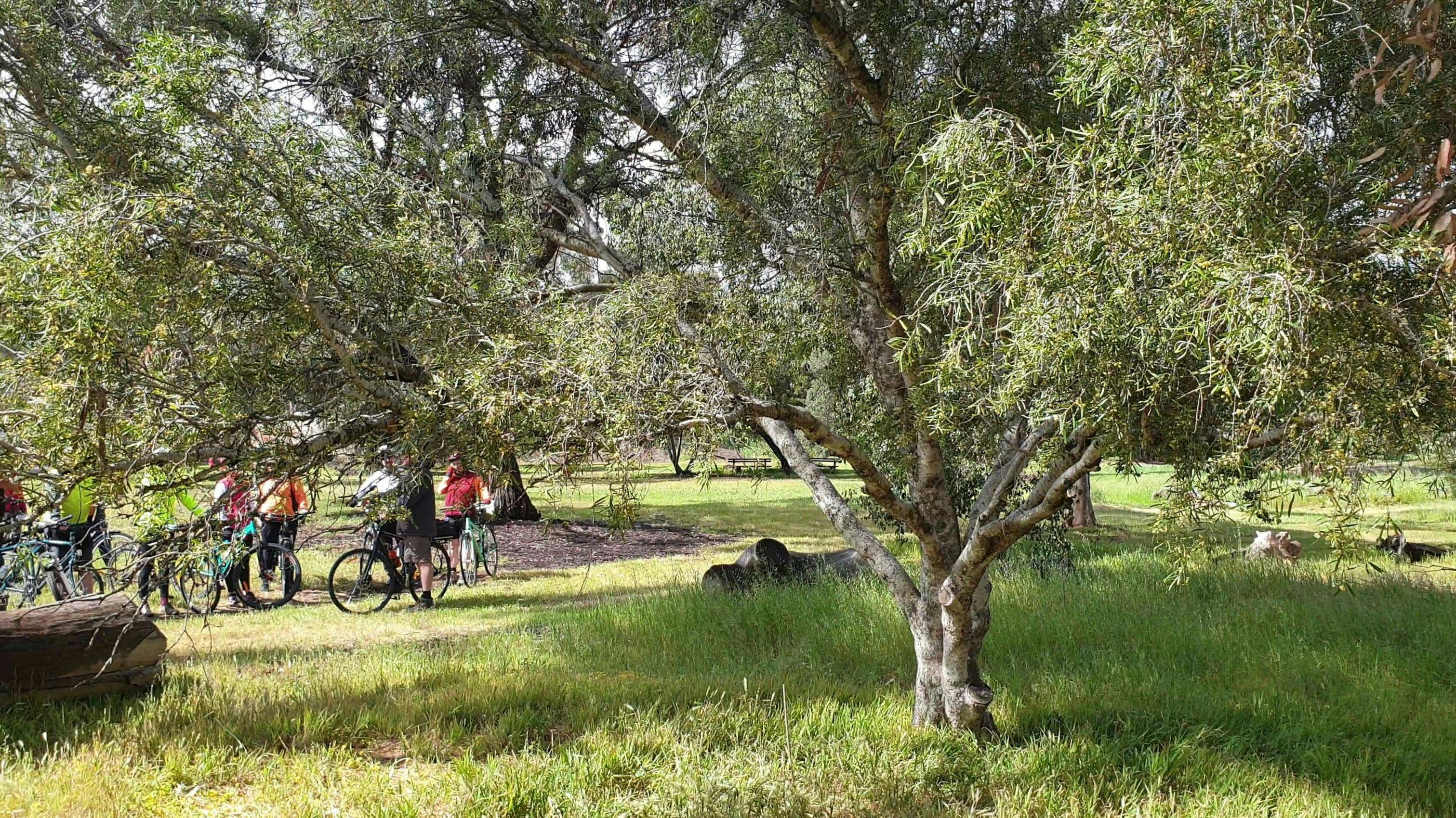 Guided Walk through Ellis Park / Tampawardli (Park 24)