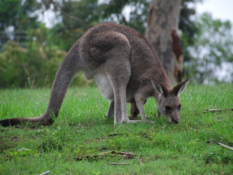 Kangaroo's at Mt Schoenstatt, Mulgoa