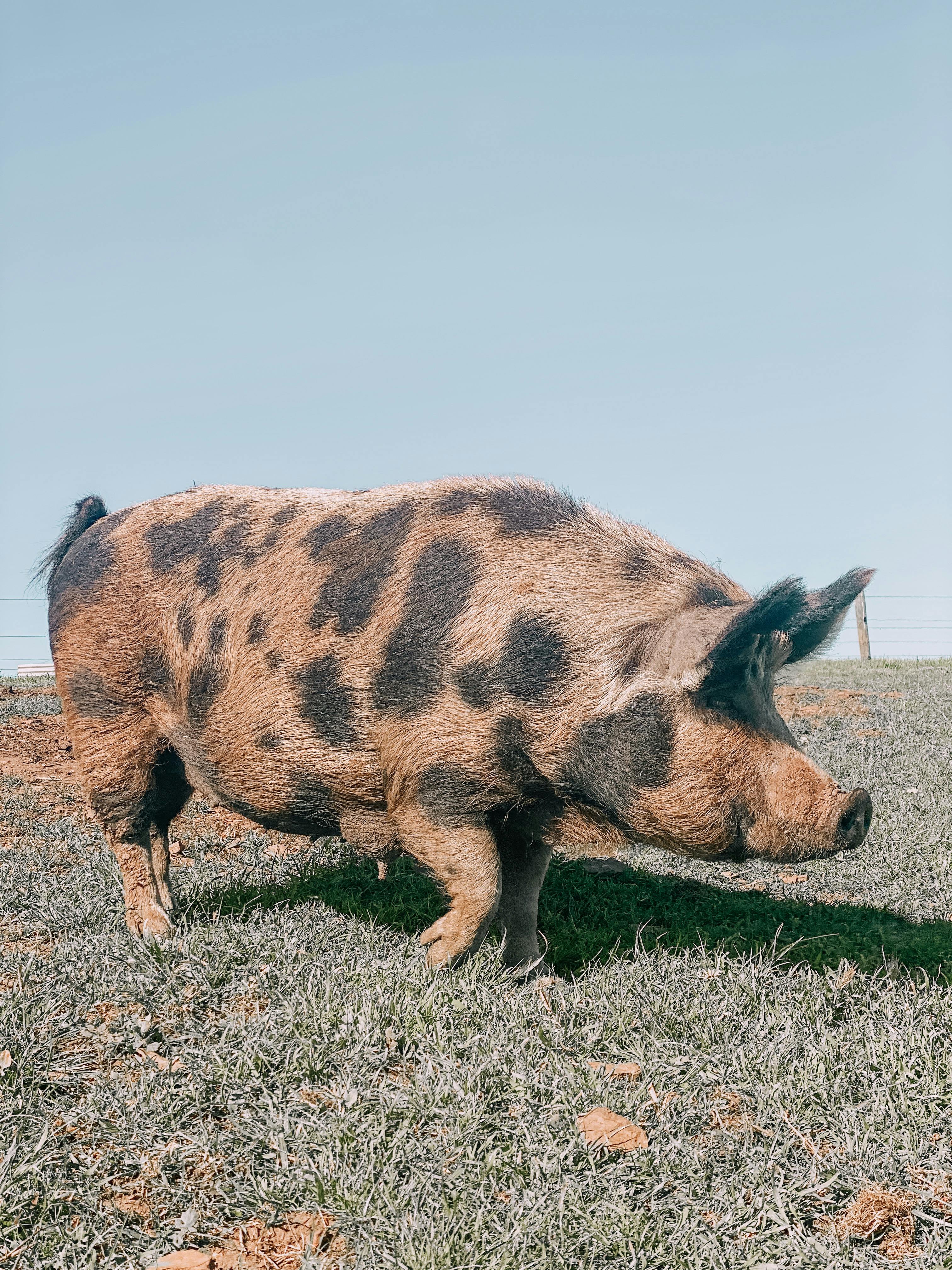 Pig