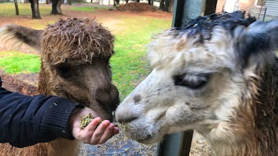 Hand feeding alpaca