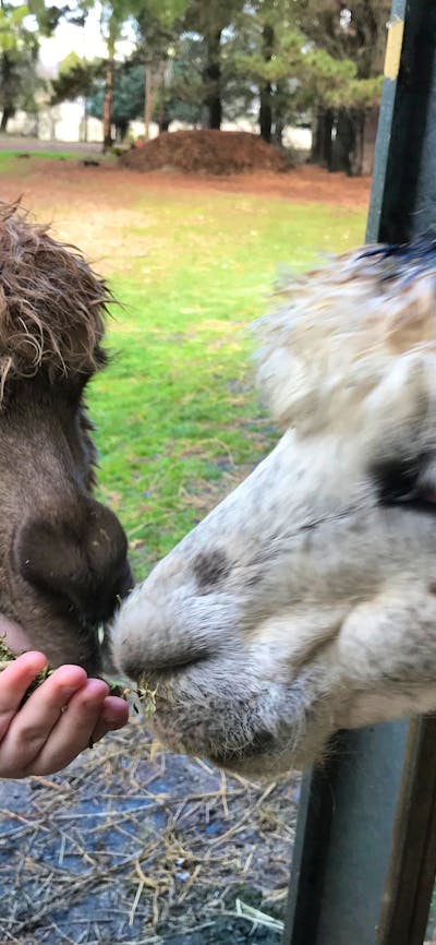 Hand feeding alpaca