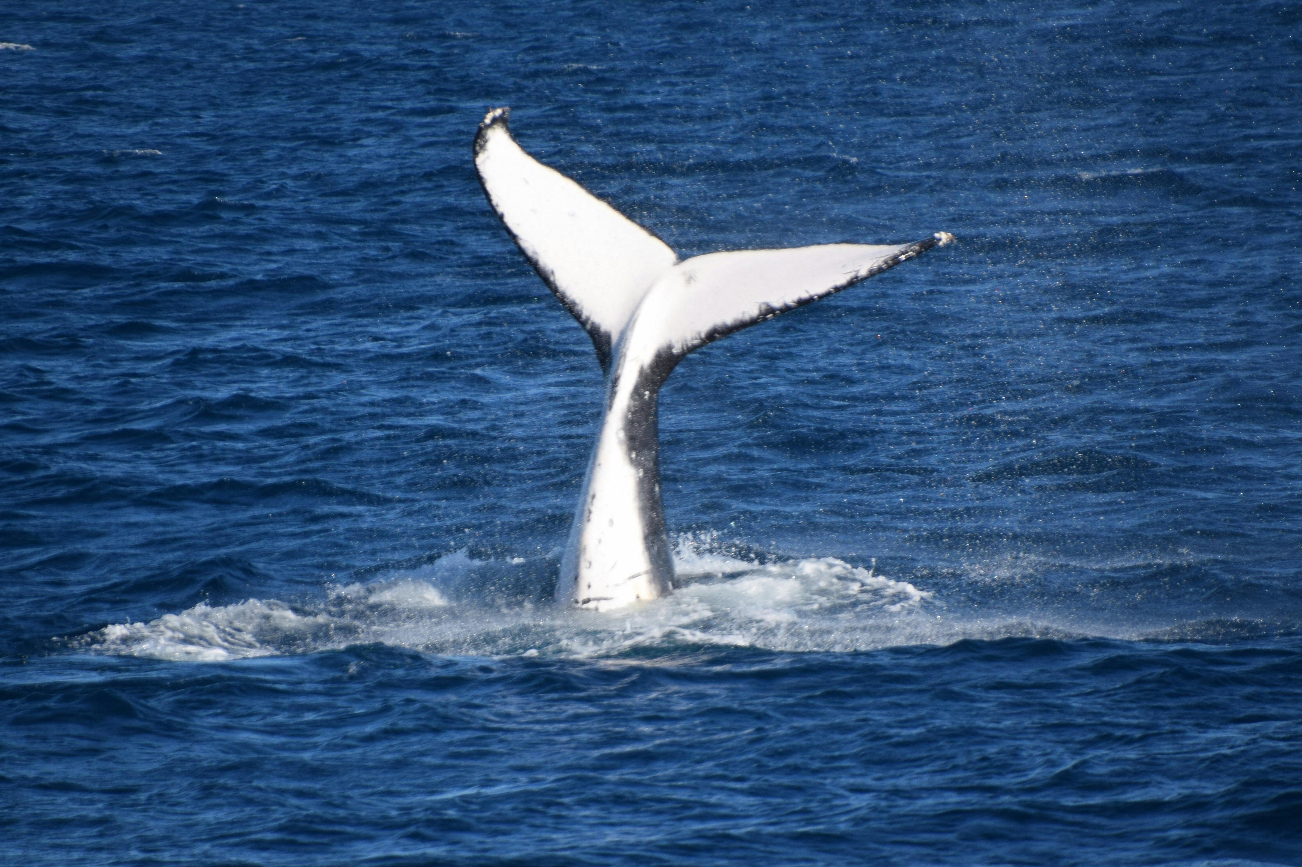 Tail slap of a Humpback Whale on board Sunreef Mooloolaba Whale Watching Tour
