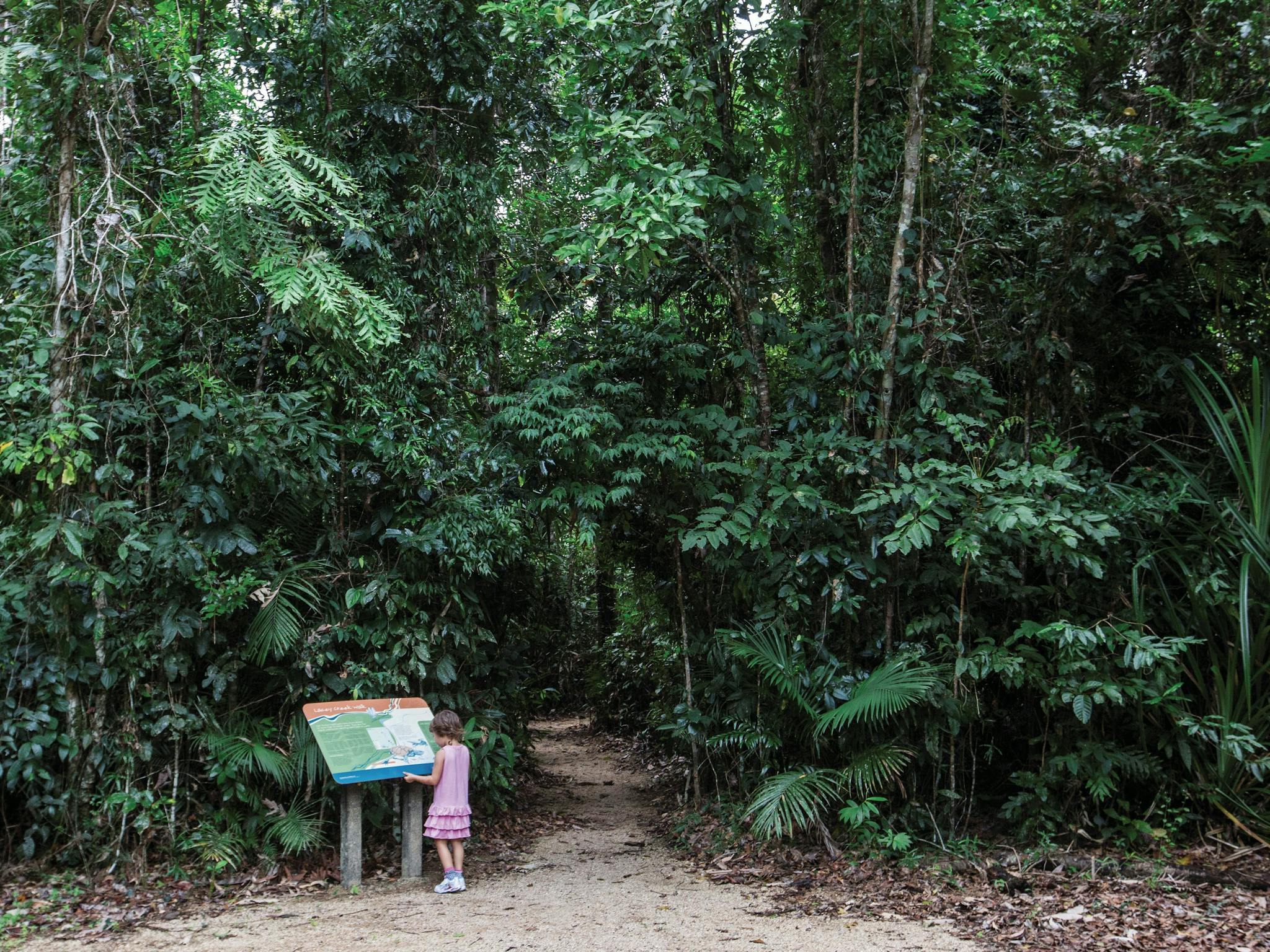 Walking track through rainforest.