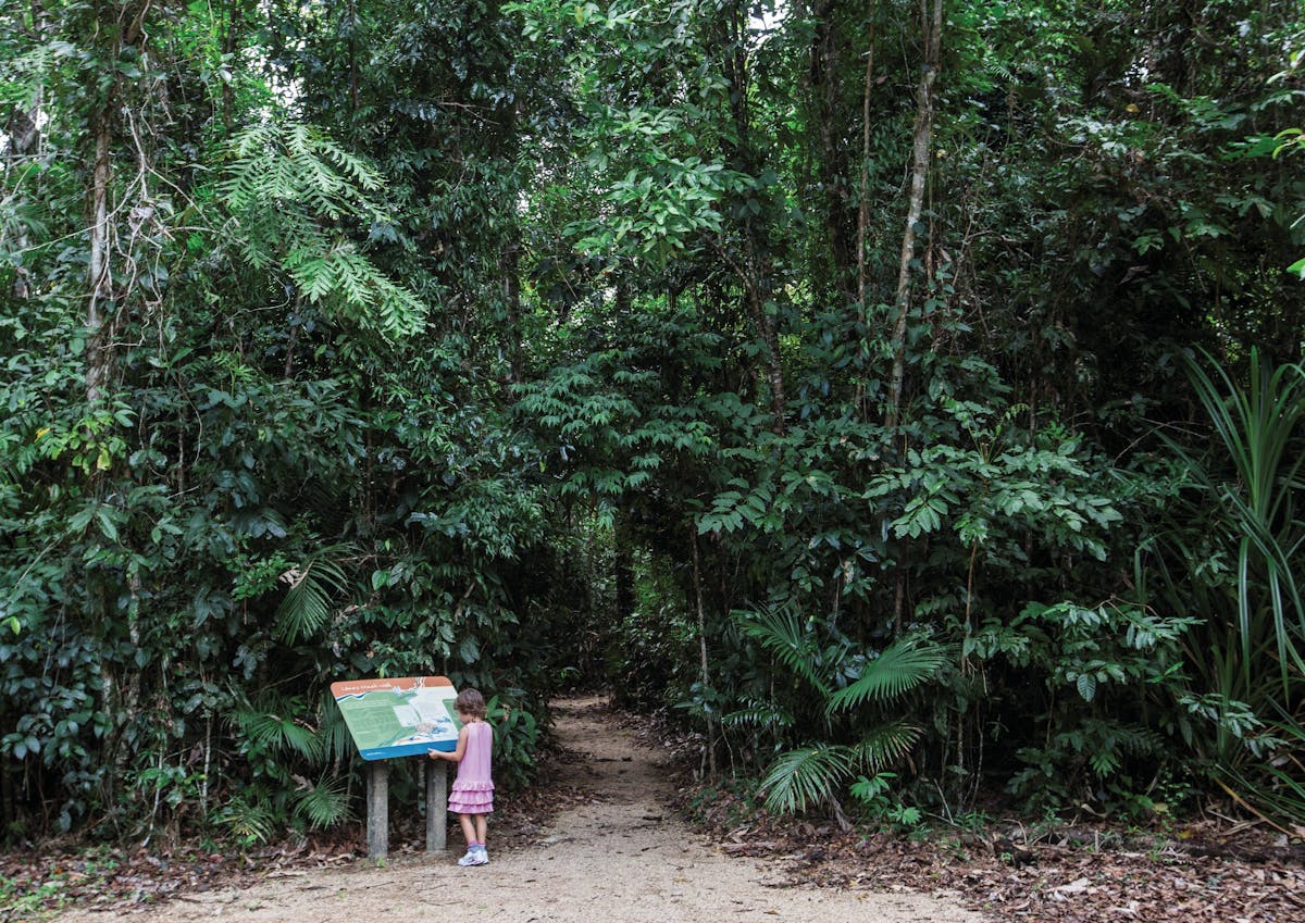 Walking track through rainforest.