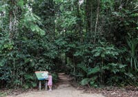 Walking track through rainforest.