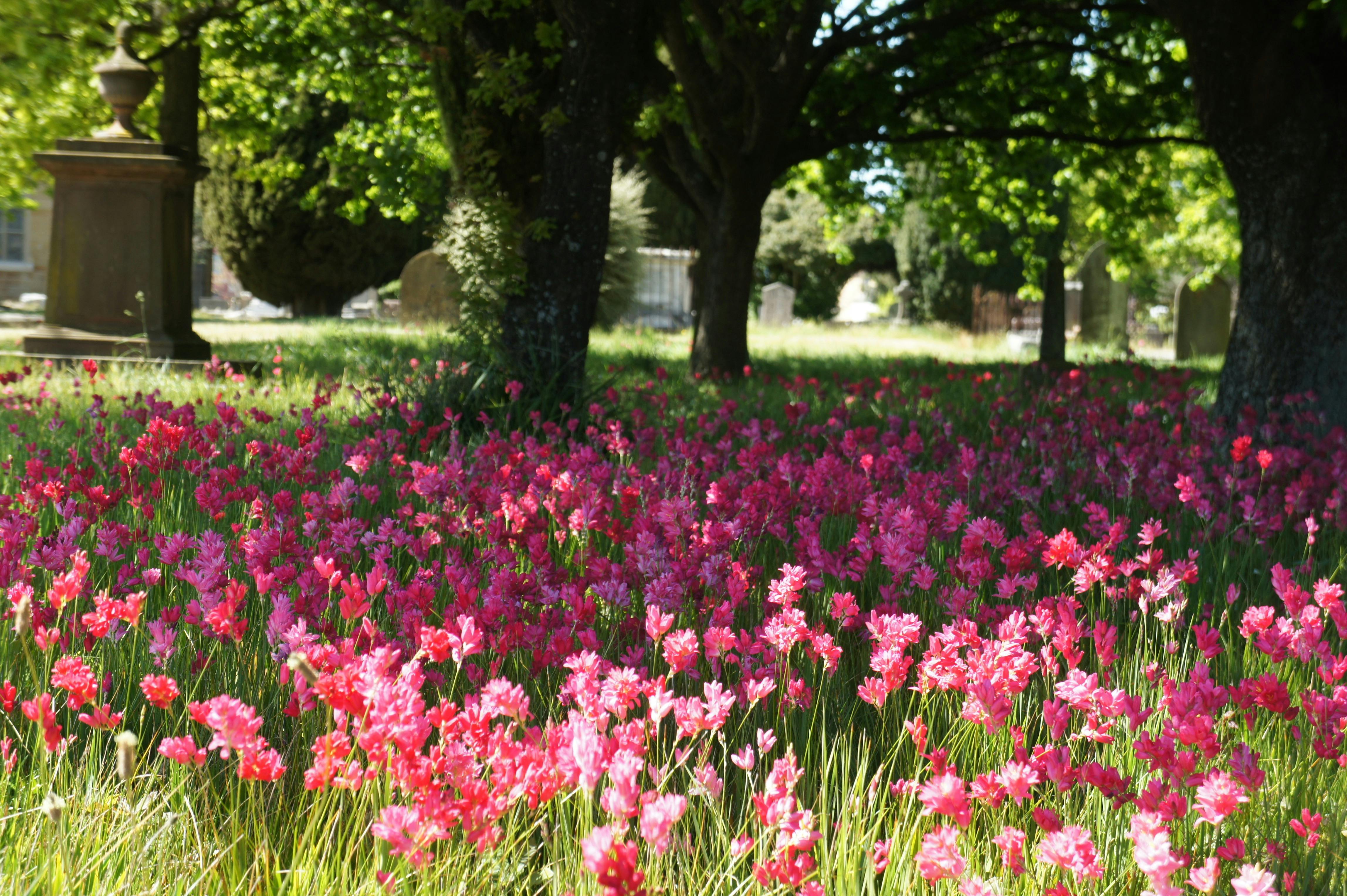 Longford Blooms
