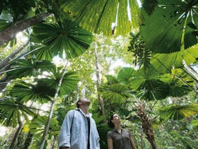 Daintree image