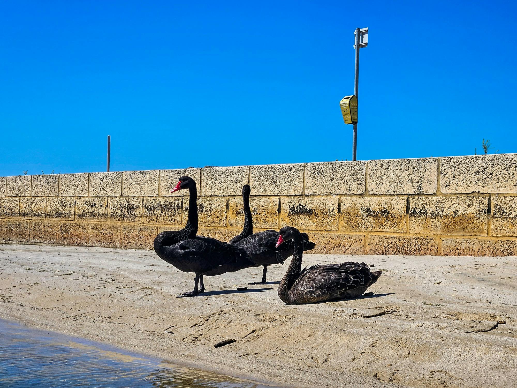 Local Wildlife - Black Swans