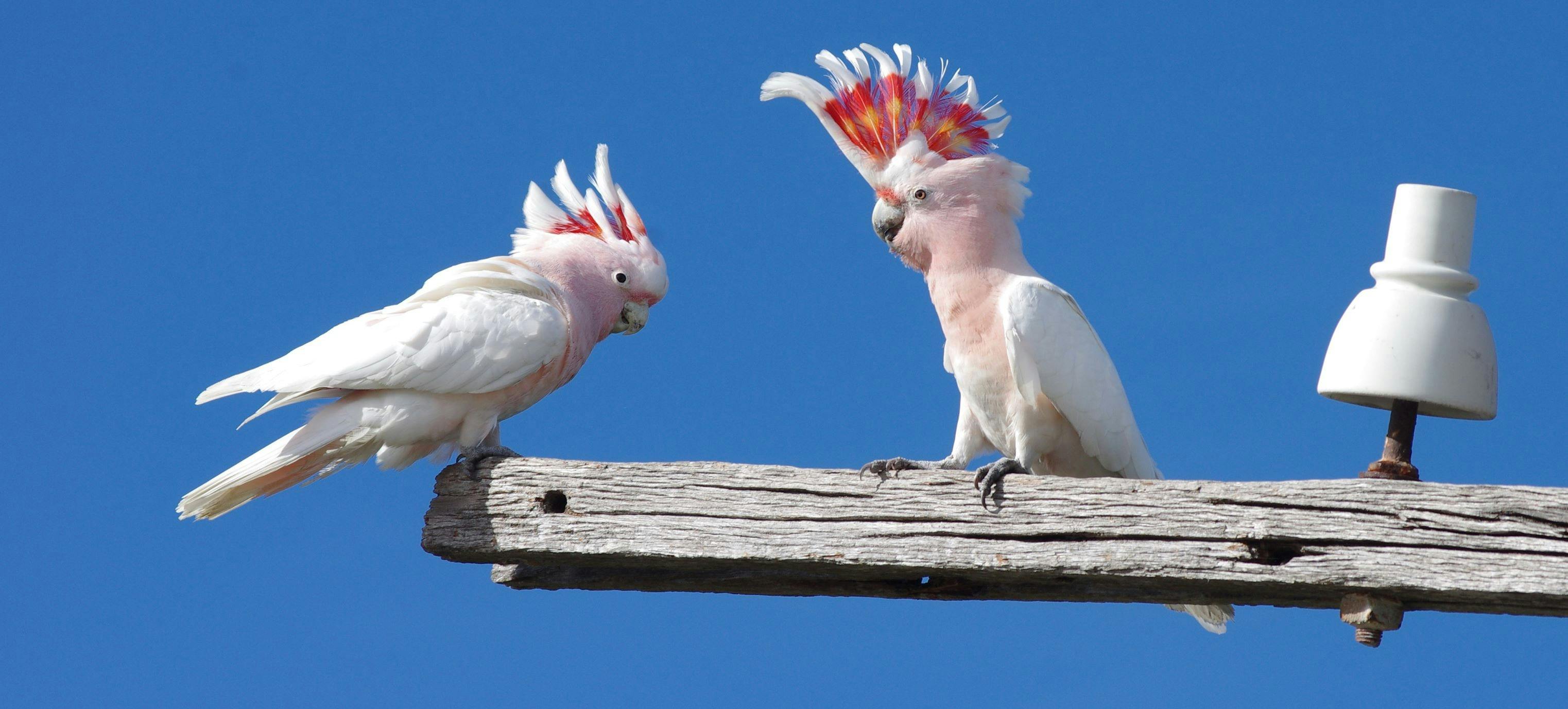 Eyre Bird Observatory