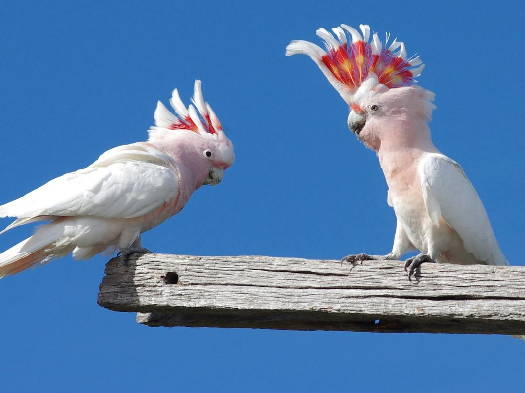 Eyre Bird Observatory