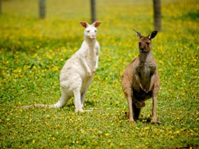 Bordertown Wildlife Park