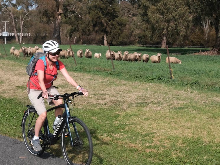 Cycling past sheep on the Central West Cycle Route.