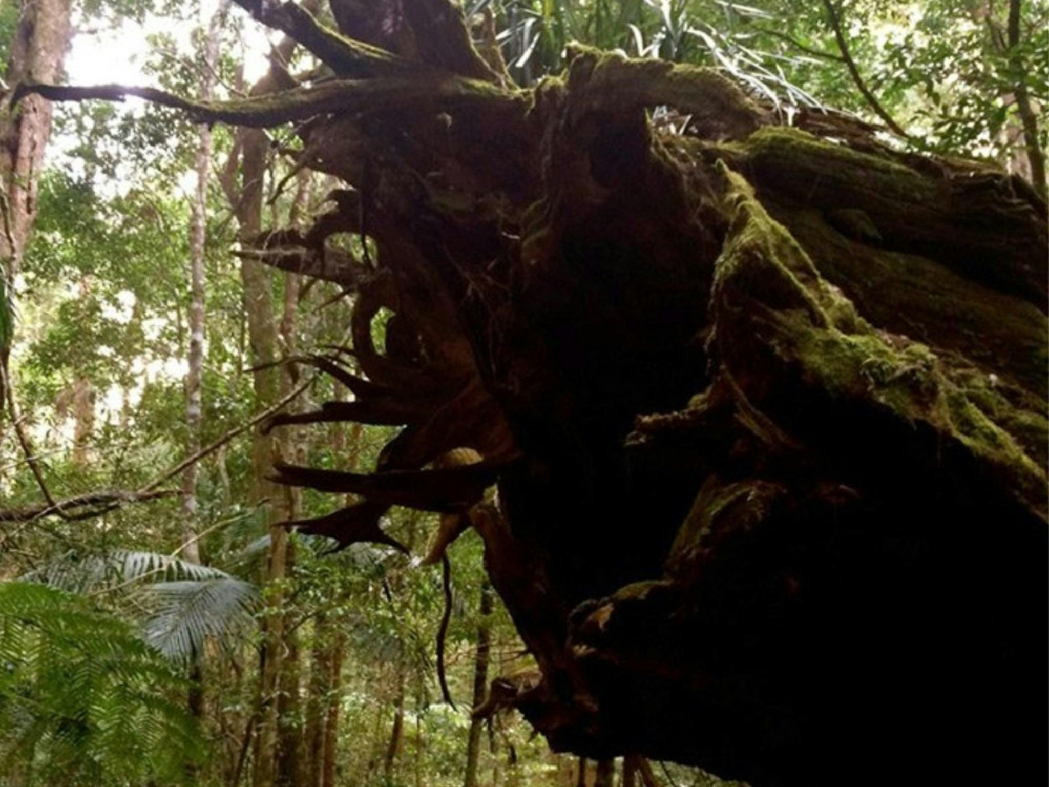 Heritage trees