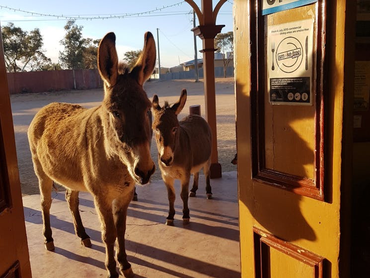 Donkey visits to the Hotel