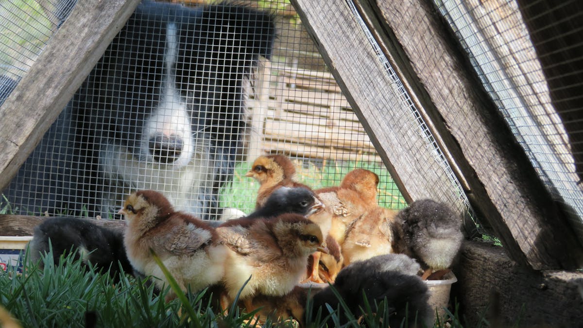 Baby chickens
