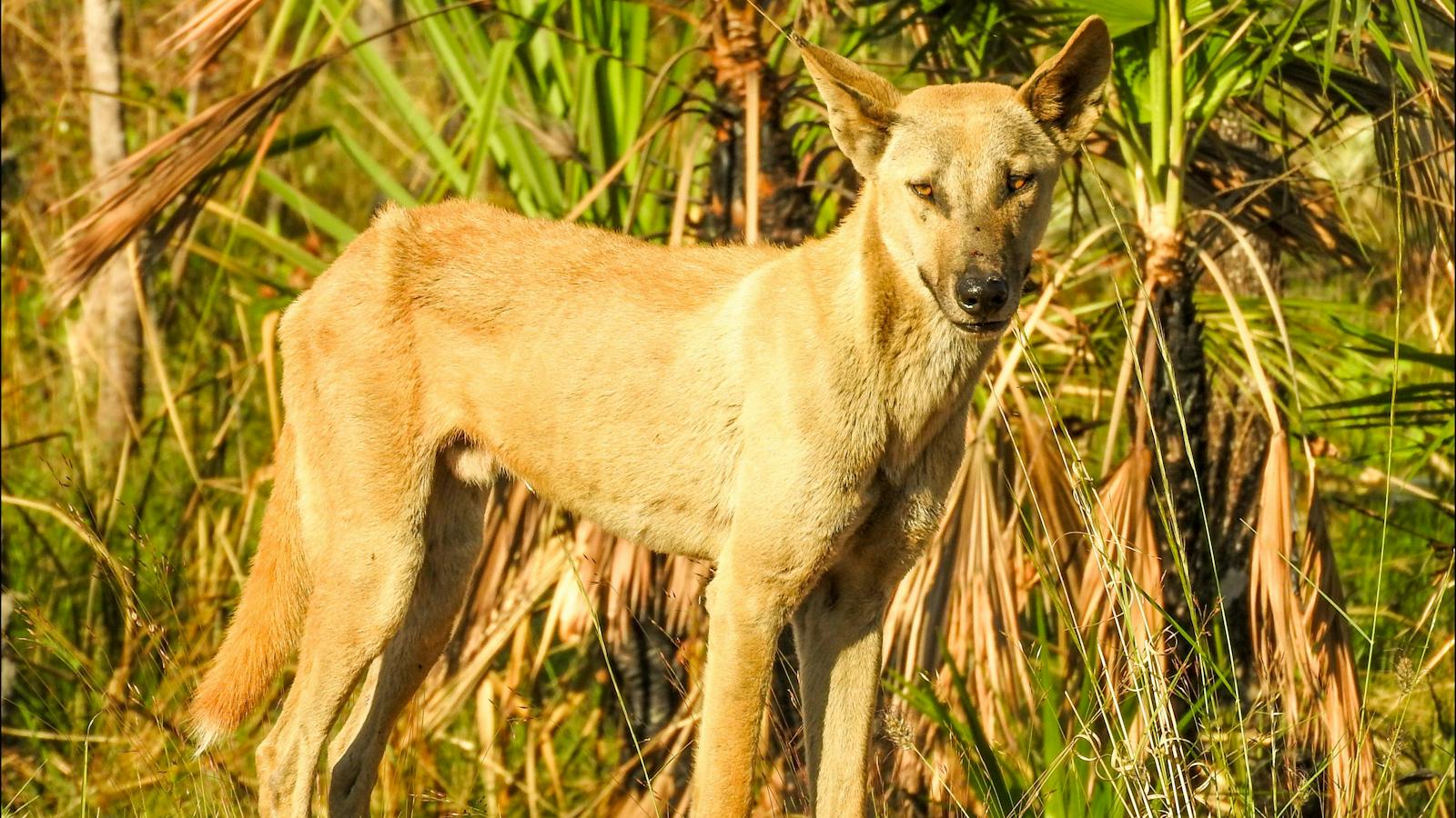 Dingo