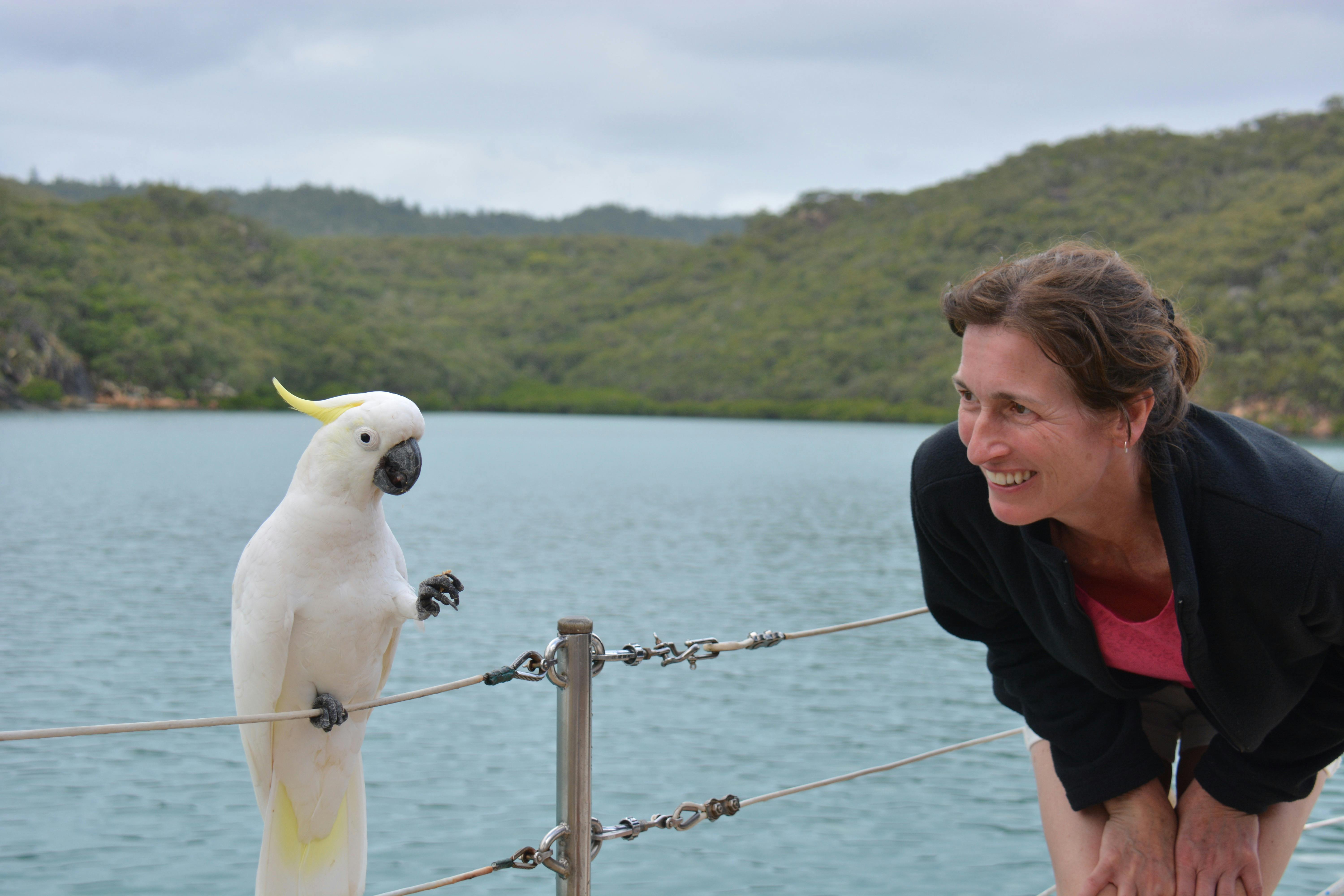 Cockatoos can be very friendly and amusing