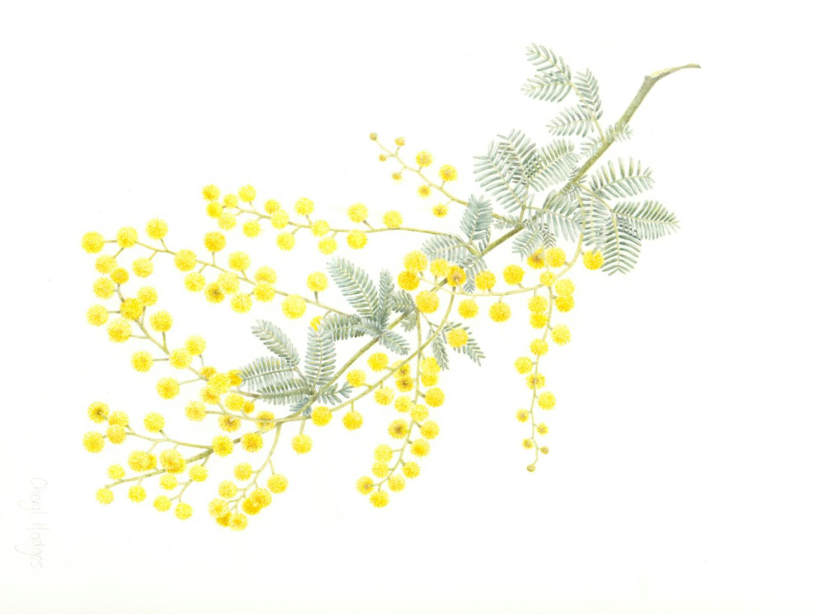 Image for Wired Open Labs: Botanical Art - Acacia Workshop