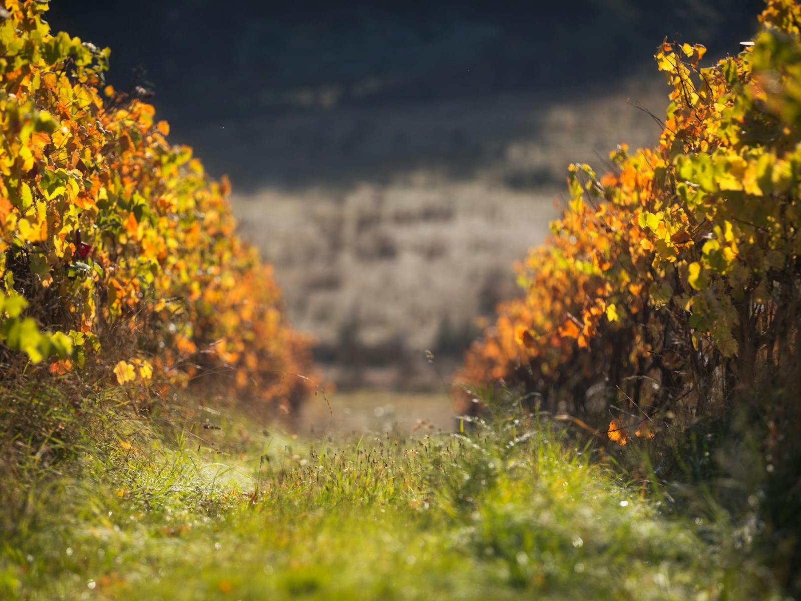 Autumn time in the vines at Priory Ridge Vineyard - nearing harvest 2018Win