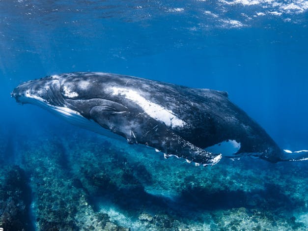 Kings Ningaloo Reef Tours