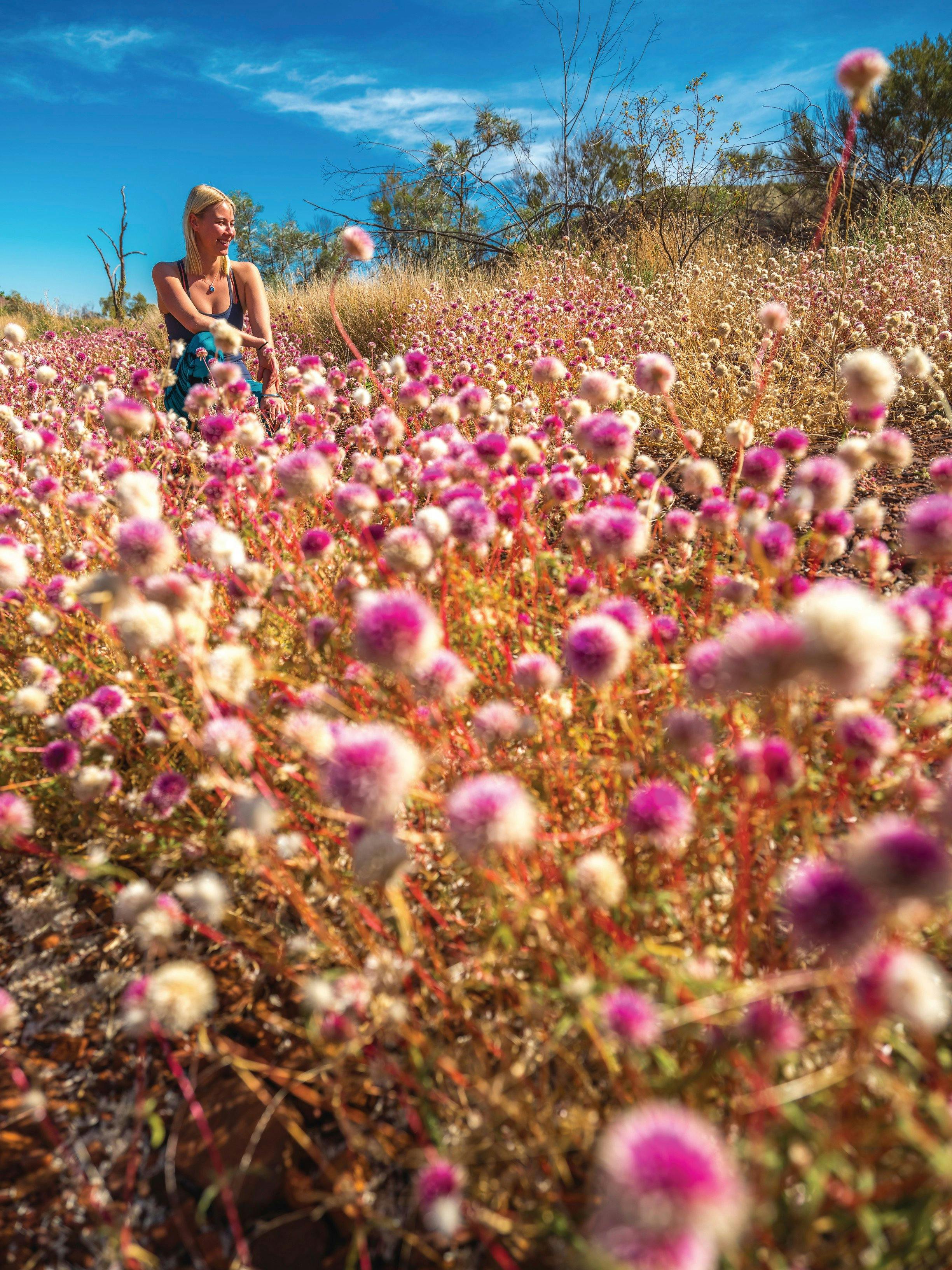 Pilbara Wildflower Trail, Karijini National Park