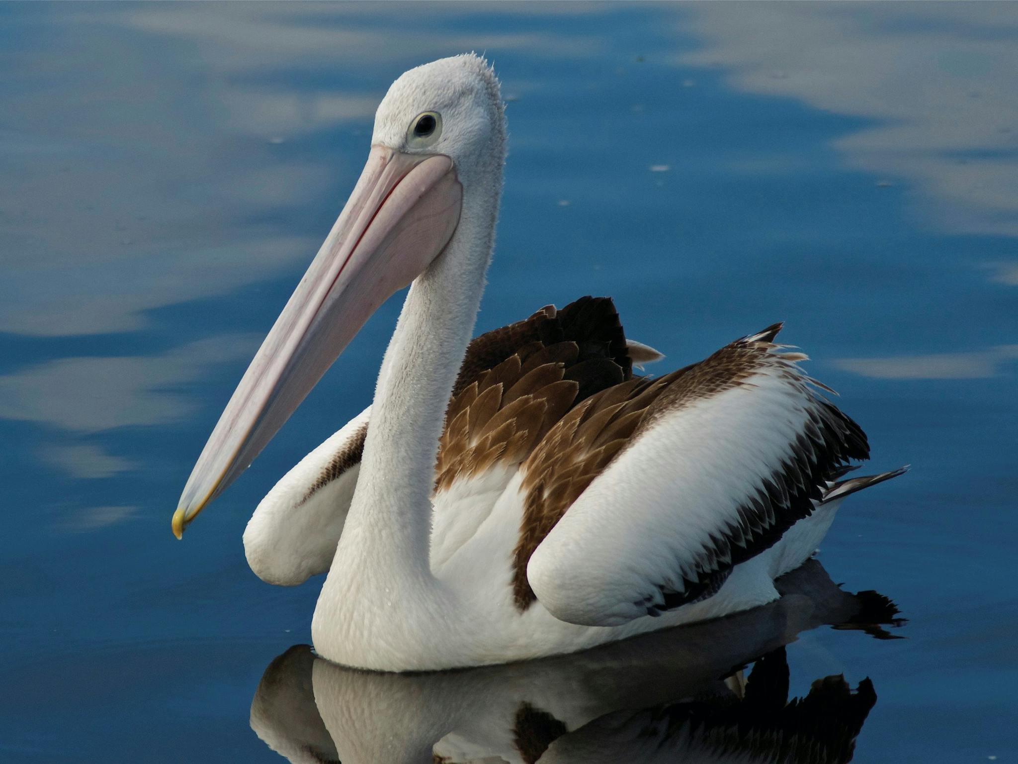 Pelican at Bemm River