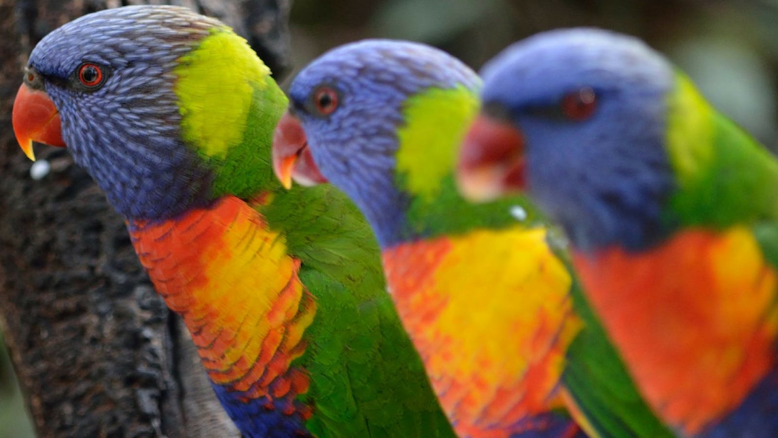 Cleland Wildlife Park