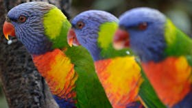 Cleland Wildlife Park
