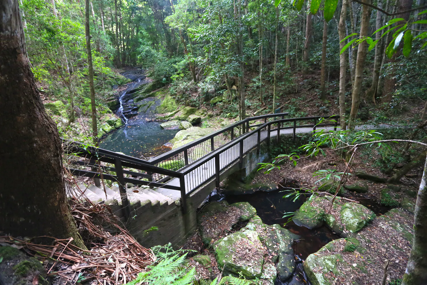 Steps lead down towards a shallow rocky creek surrounded by green forest .
