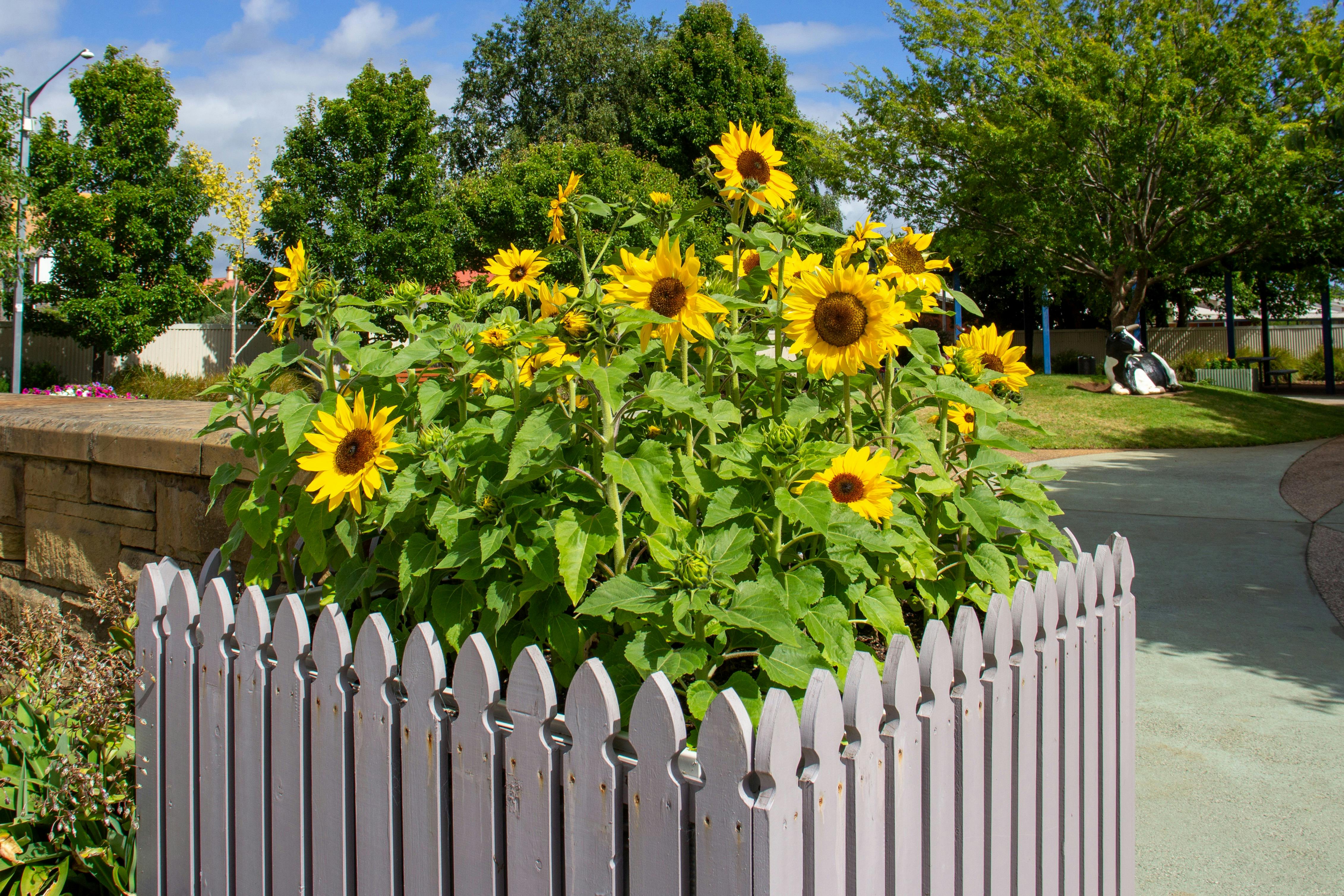 Sunflowers at Civic Park (Cow Park) Wynyard, Tasmania