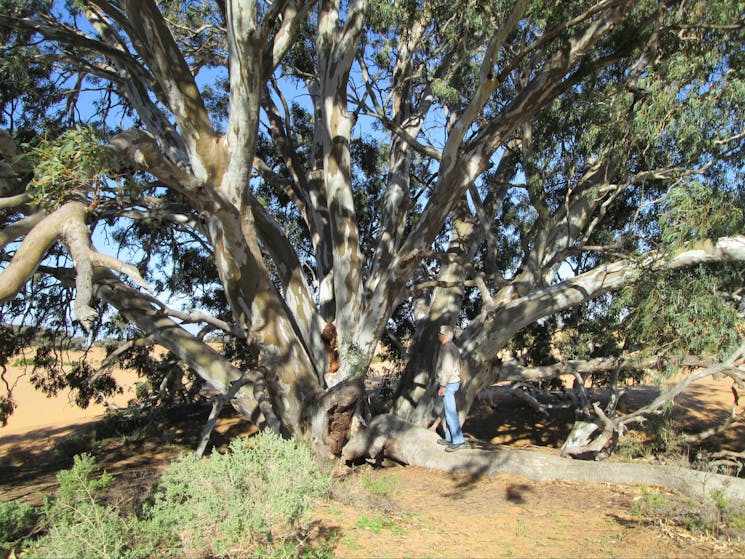 Perry Sandhills, NSW