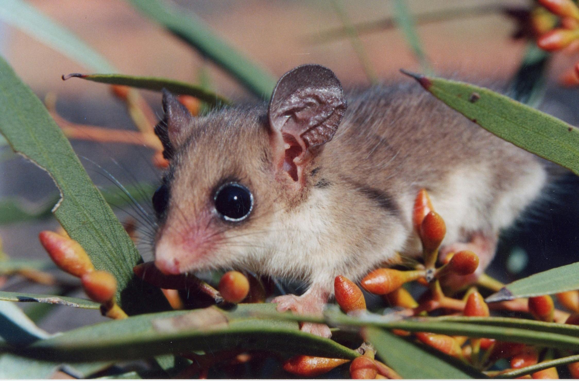 Pigmy Possum at Calperum Station