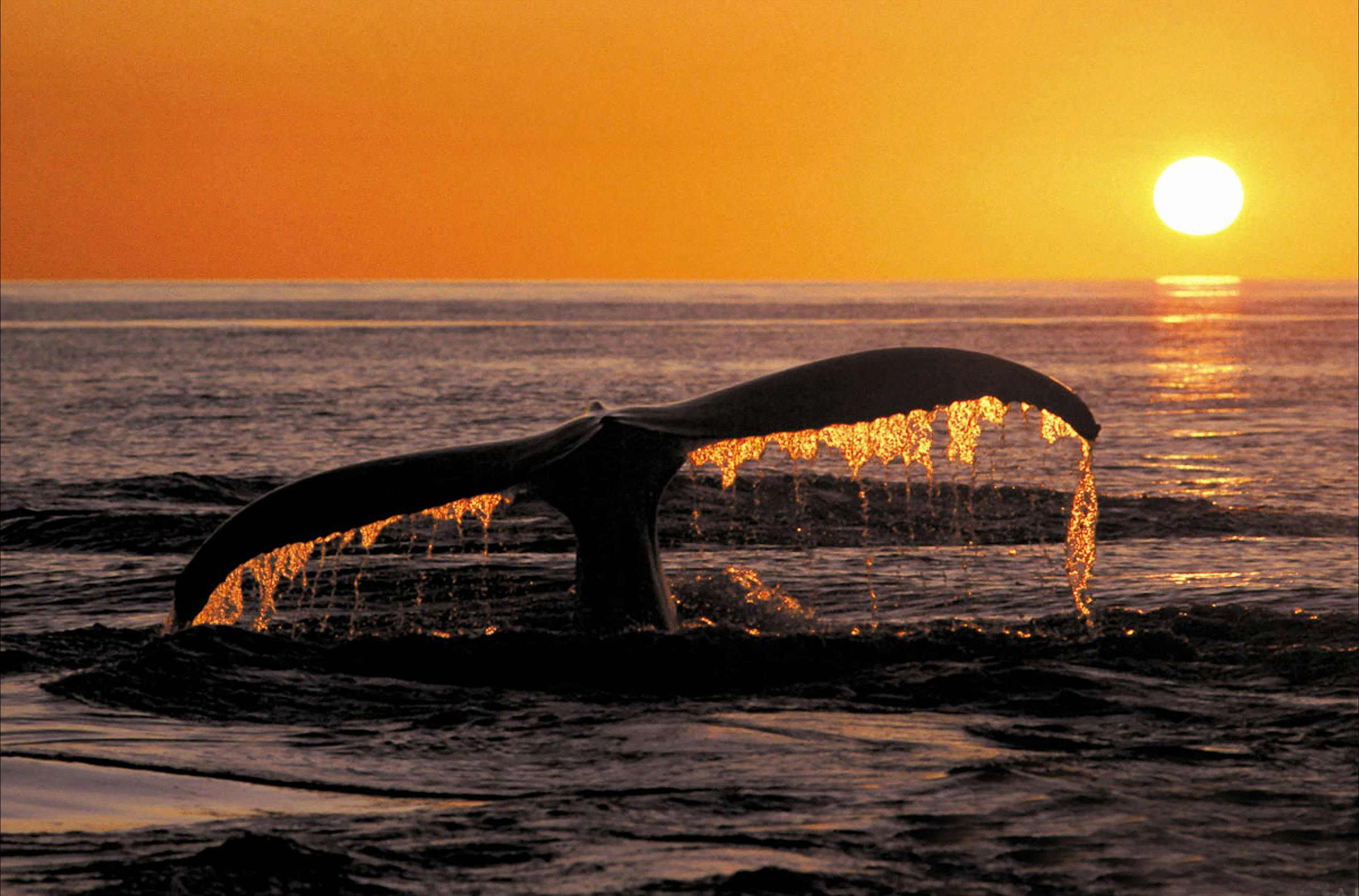 The 2.30pm sunset tour is a great time for beautiful photos