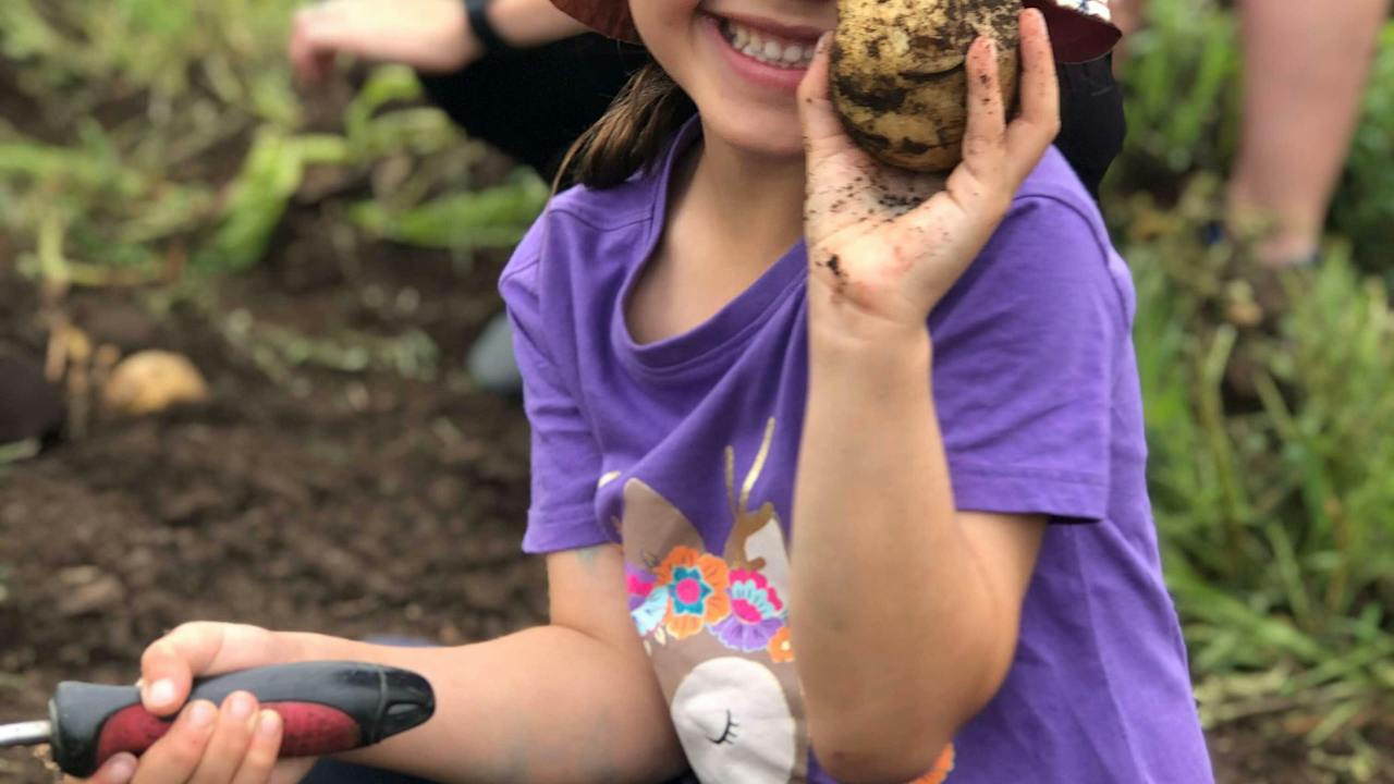 A child having fun digging up potatoes at Phoenix Park Farm