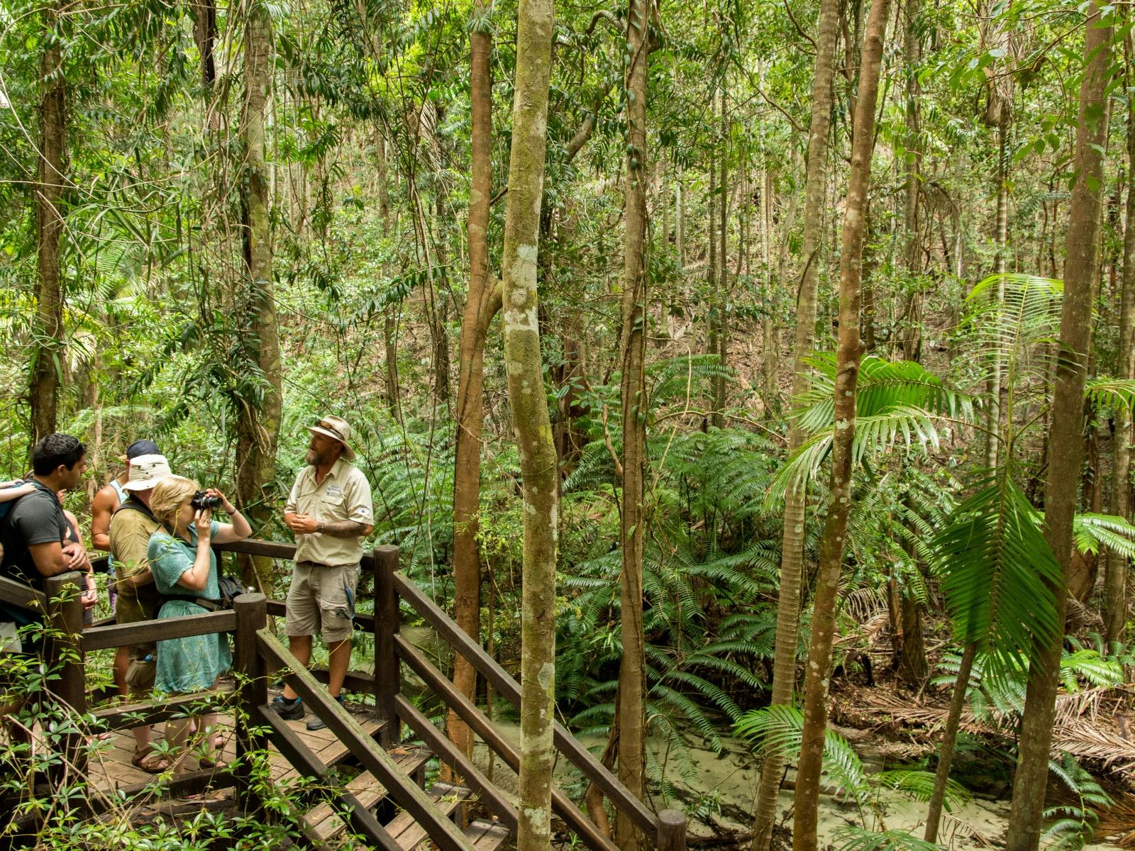 Wanggoolba Creek Boardwalk, K'gari Fraser Island
