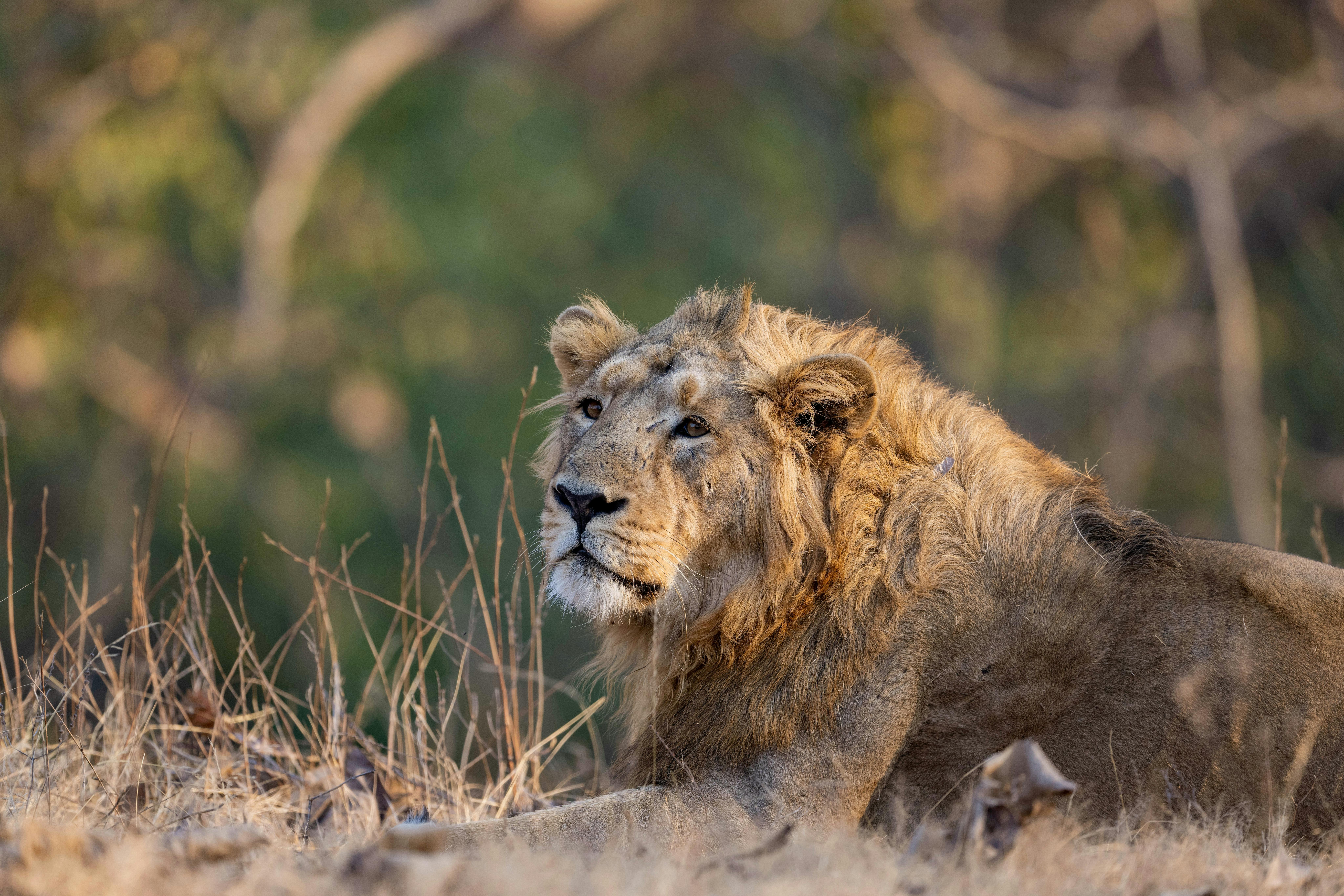 Gir Lions, Velavadar Blackbucks & Little Rann Wild Ass Safari
