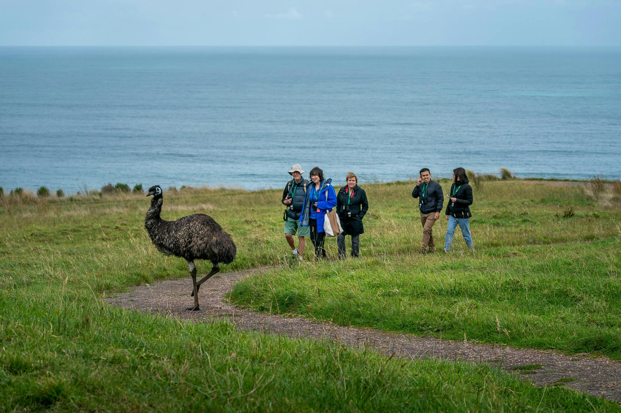 Emu guiding group