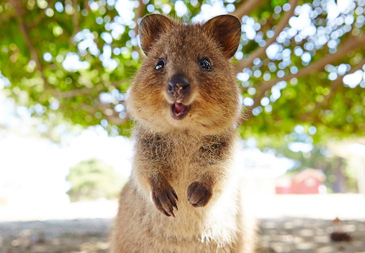 Rottnest Discovery