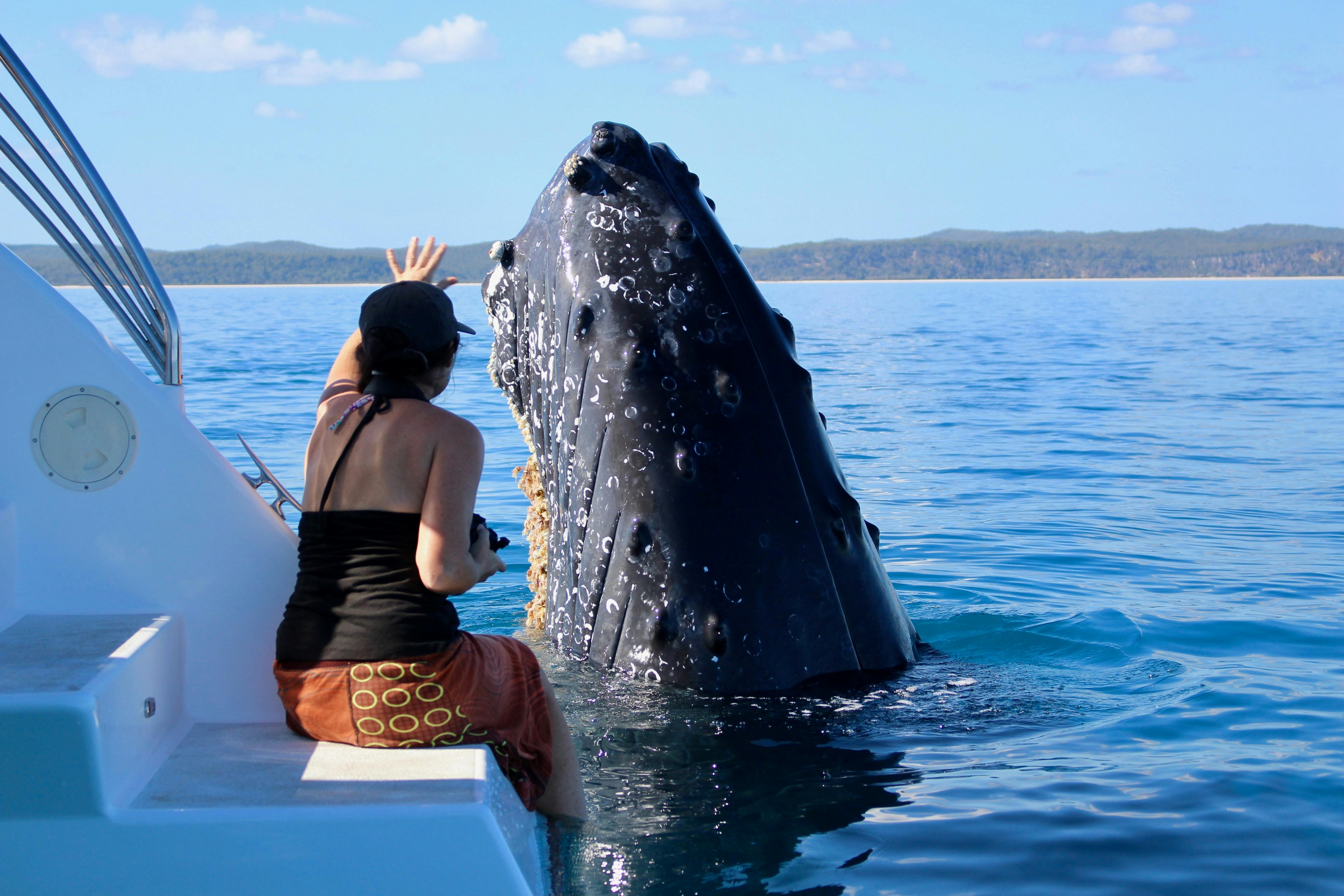 Spy hop beside vessel