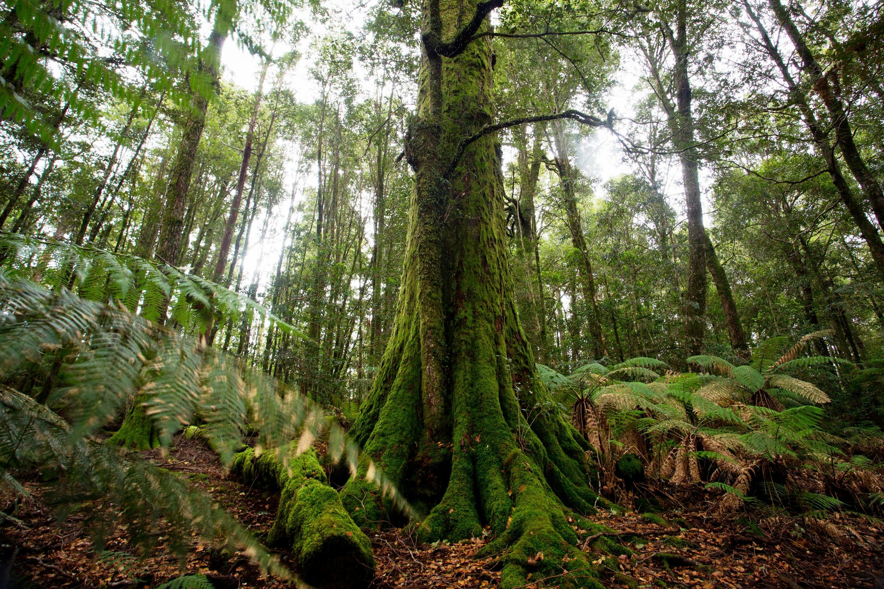 Moss covered Antarctic beech forest in Barrington Tops
