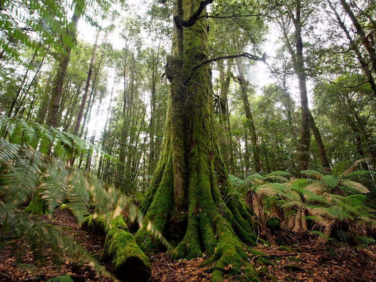 Moss covered Antarctic beech forest in Barrington Tops