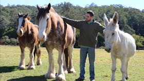 Bulahdelah Clydesdale Experience