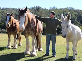 Bulahdelah Clydesdale Experience