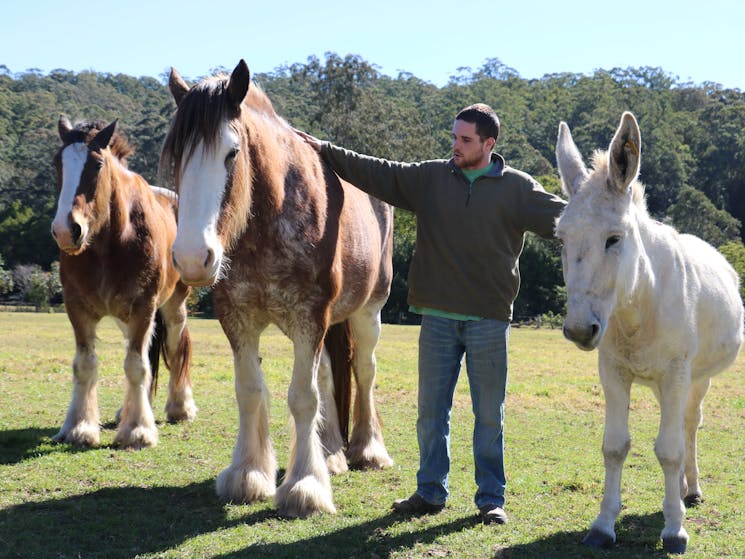 Yarramalong Clydesdales