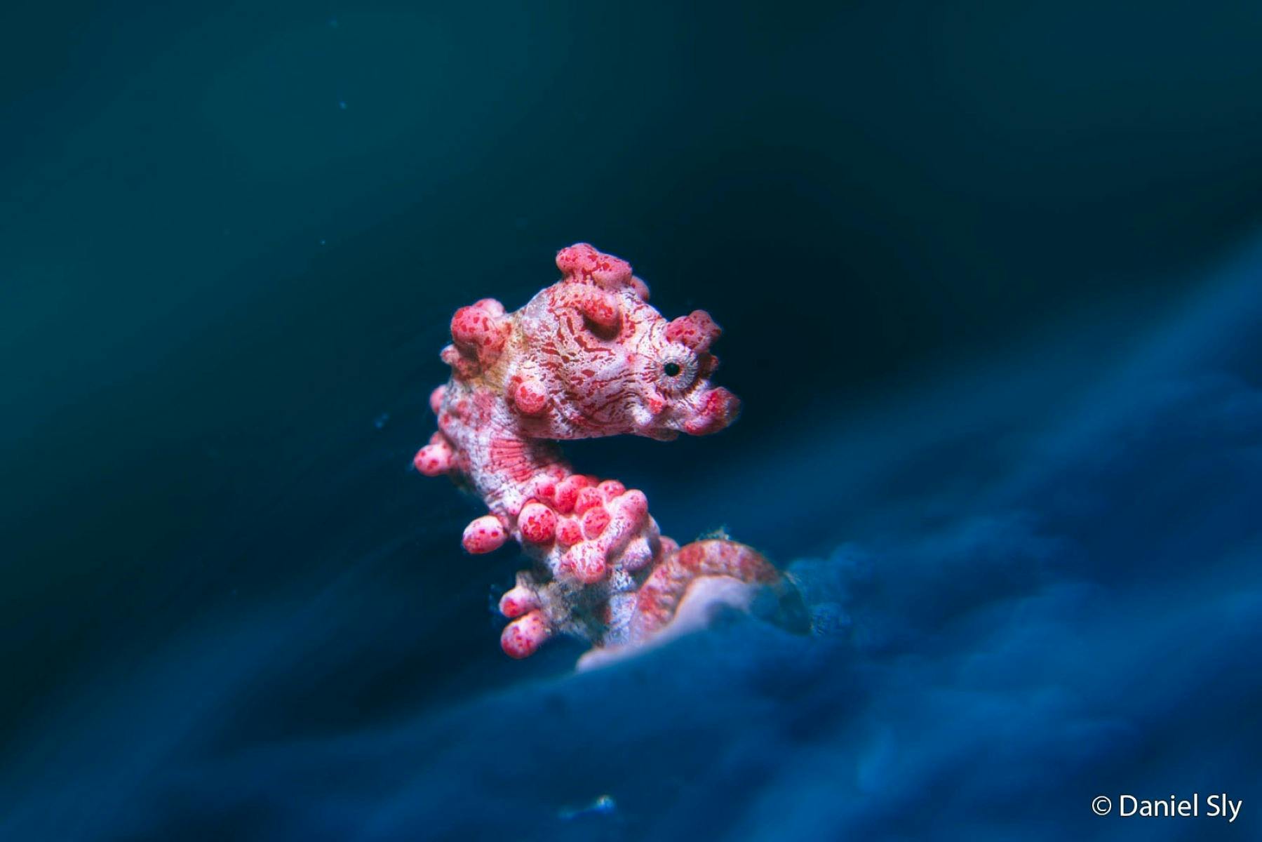 Pink pygmy seahorse nestled among soft blue coral in an underwater close-up.