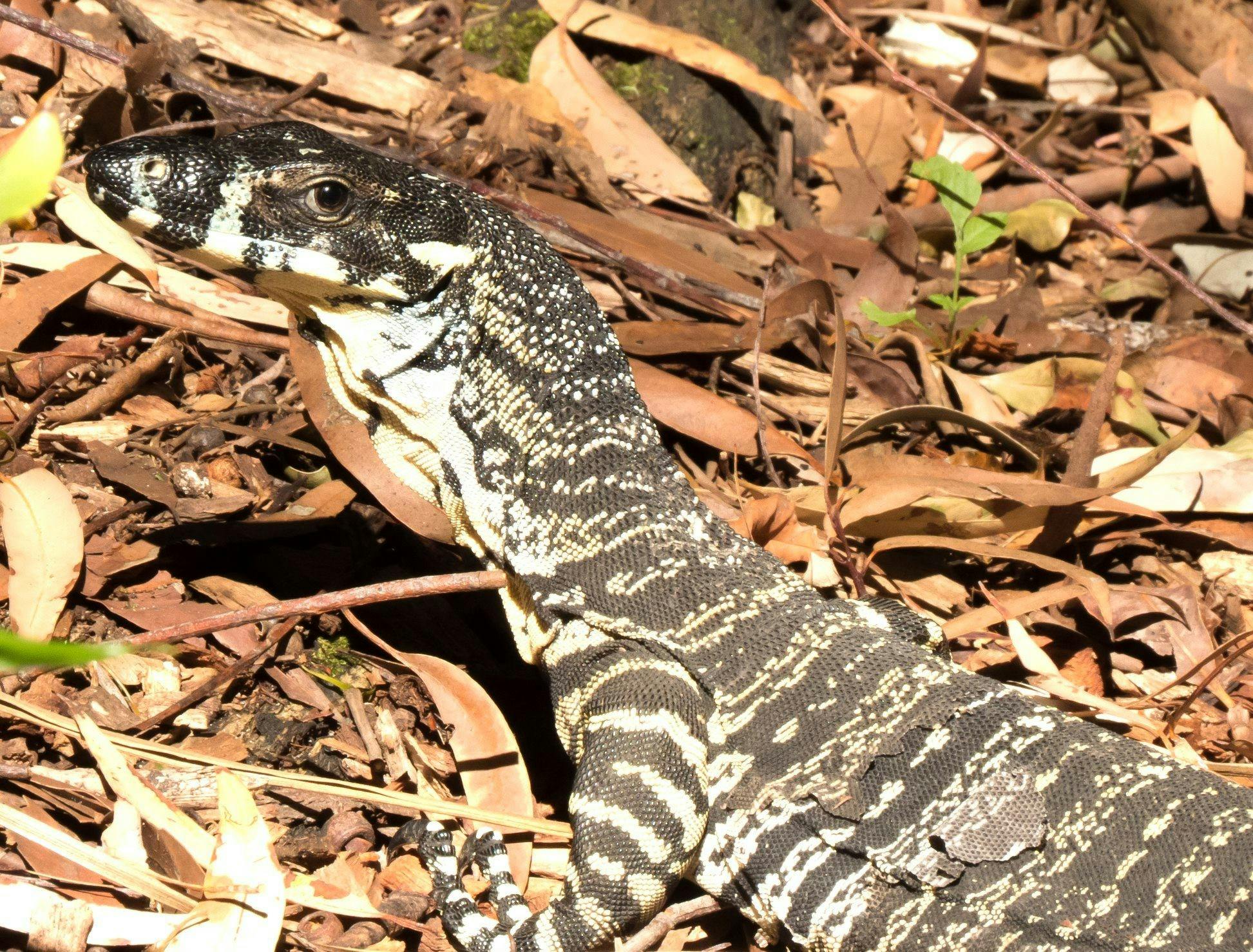 Goanna