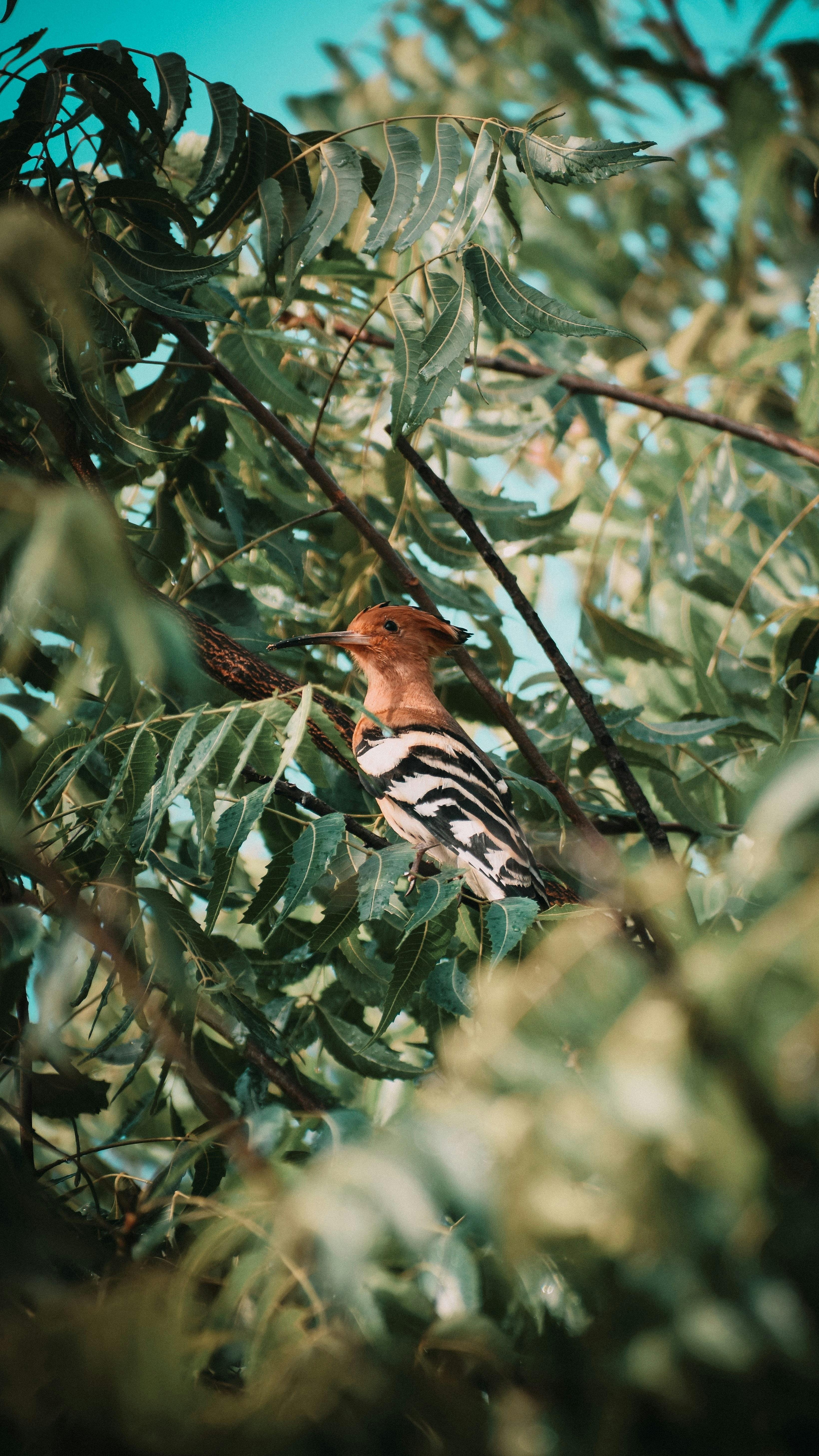Discover Boundless Serenity: Embrace the Great Space, where Birds Paint the Perfect Backdrop