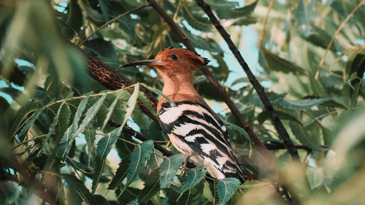 Discover Boundless Serenity: Embrace the Great Space, where Birds Paint the Perfect Backdrop Discover Boundless Serenity: Embrace the Great Space, where Birds Paint the Perfect Backdrop