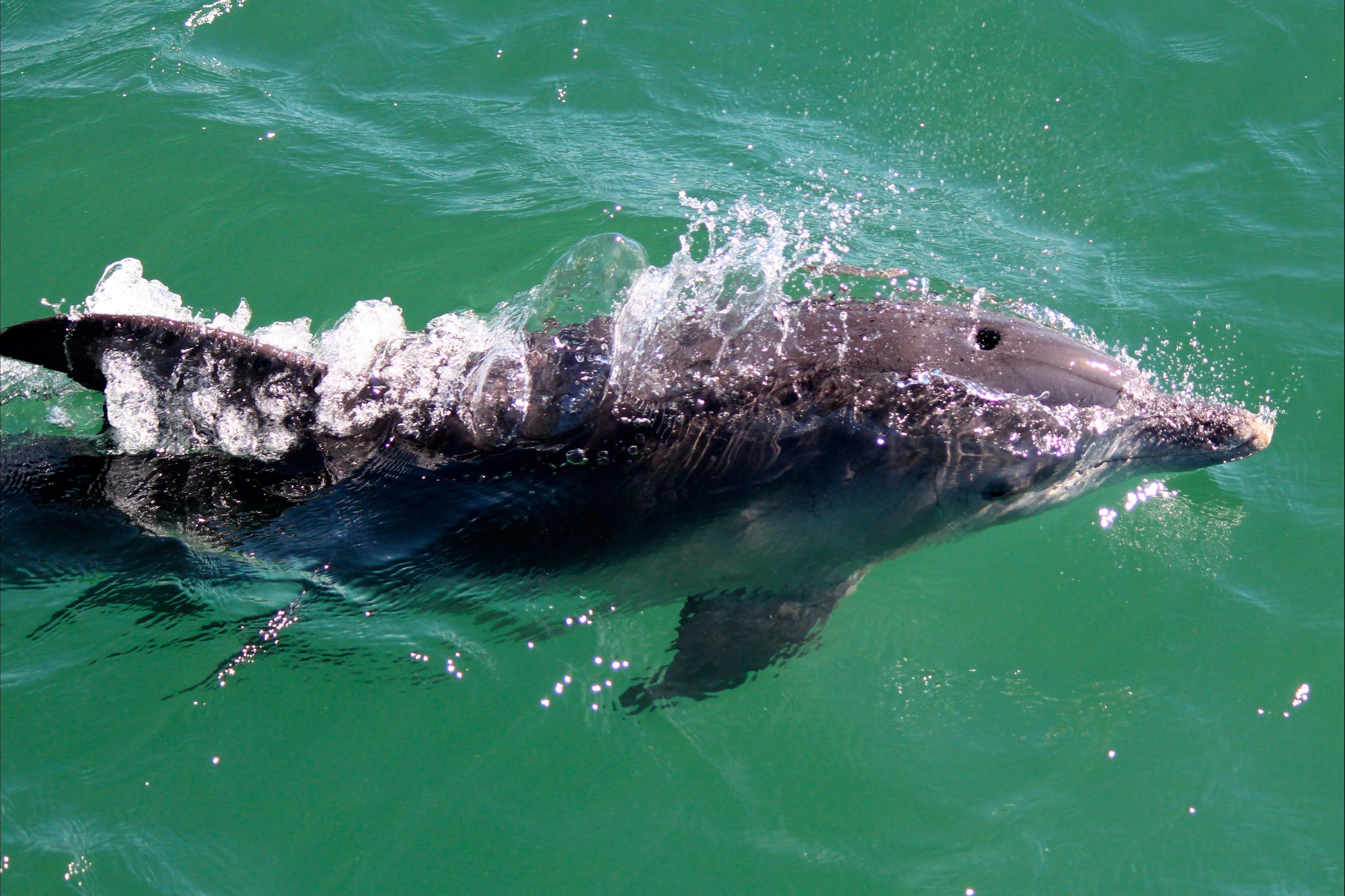 Dolphin in Port Stephens