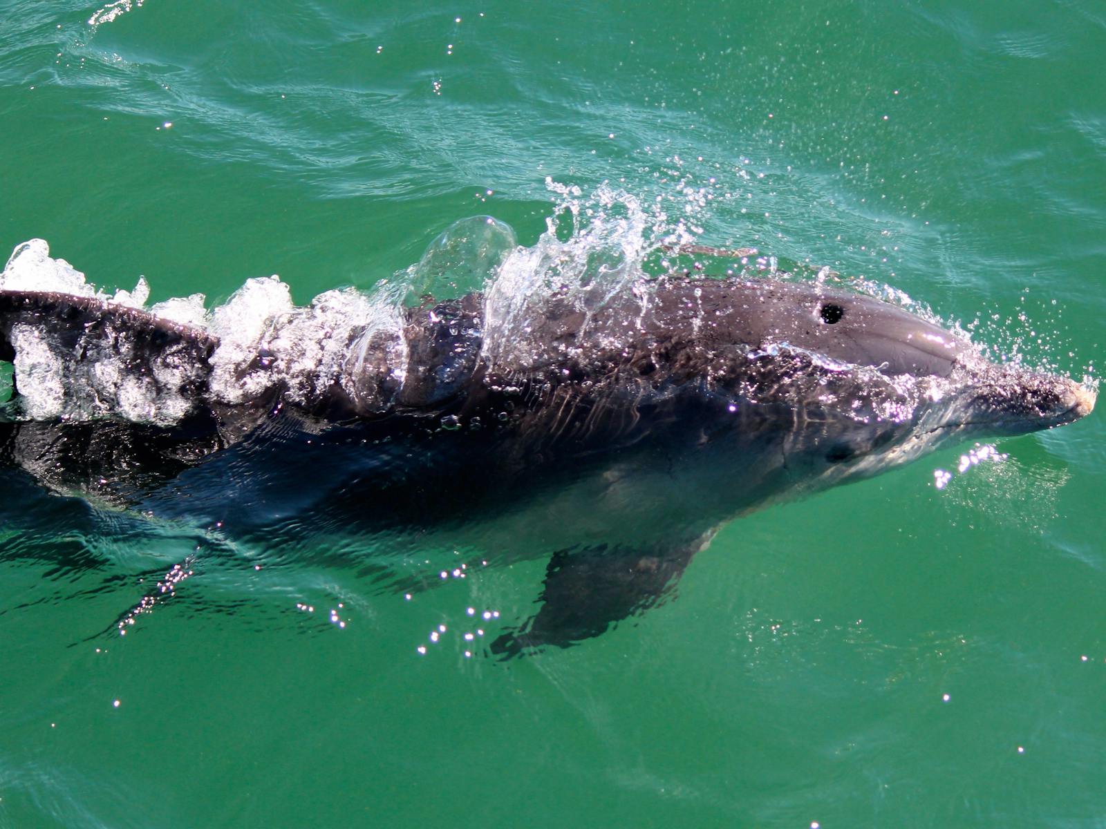 Dolphin in Port Stephens
